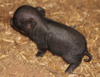 /album/teacup-pigs/wee-black-piggy-250x192-jpg1/